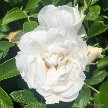 Preview: Frozen Roadrunner® Kleinstrauchrose