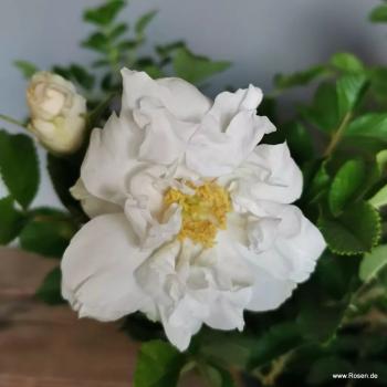 Preview: Frozen Roadrunner® Kleinstrauchrose