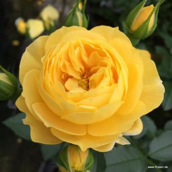 Golden Fleece®   Kleinstrauchrose - Bodendecker