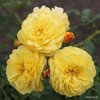 Preview: Golden Fleece®   Kleinstrauchrose - Bodendecker
