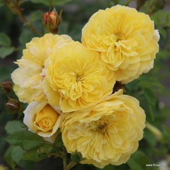 Preview: Golden Fleece®   Kleinstrauchrose - Bodendecker