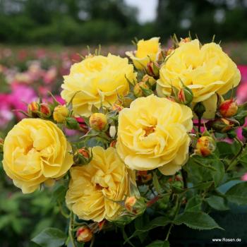 Preview: Golden Fleece®   Kleinstrauchrose - Bodendecker