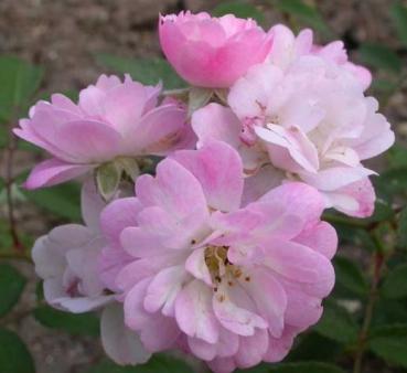 Guirlande Rose®   Ramblerrose