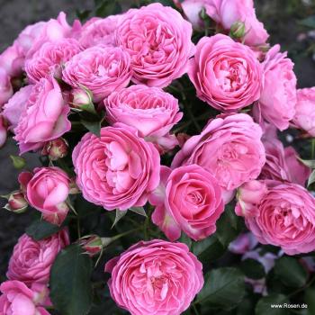 Julie®   Patiorose
