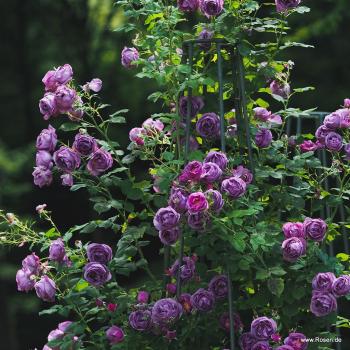 Preview: LUNARA®   Kletterrose