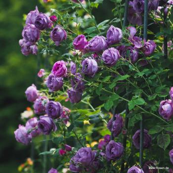 Preview: LUNARA®   Kletterrose