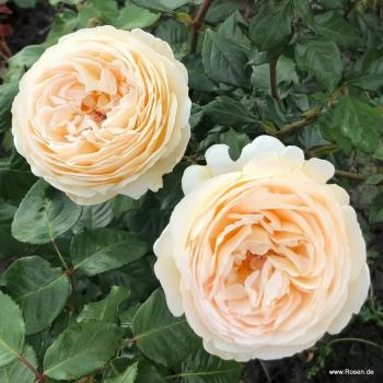 Preview: Marzipan® Edelrose