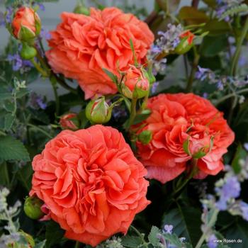 Orangerie® / Friedrichstadt-Rose  Beetrose