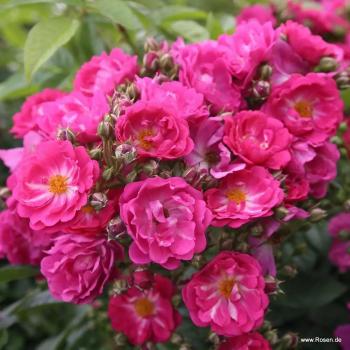 Preview: Perfumy Siluetta® Kletterrose