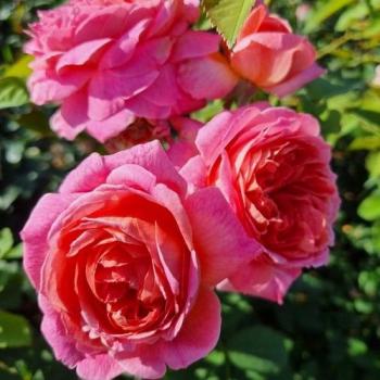 Preview: Soroptimist Women's Voice ® Beetrose