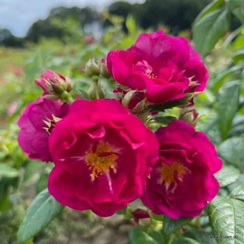 Purple Siluetta®  Ramblerrose