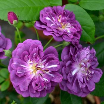 Purple Skyliner®   Ramblerrose