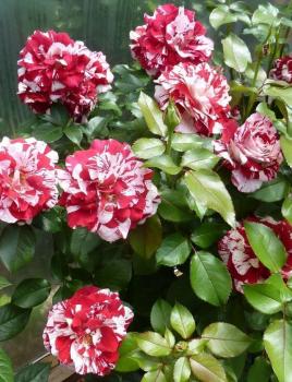 Rock & Roll™ Floribunda