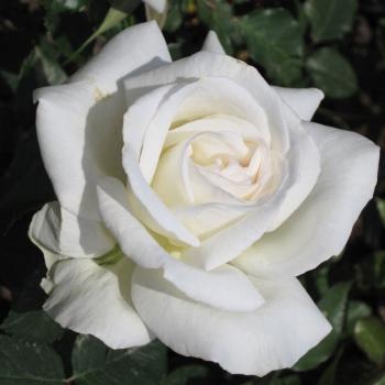 Preview: Roger Whittaker ® Edelrose