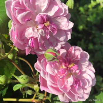 Preview: Romantic Siluetta®  Ramblerrose