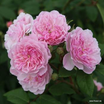 Preview: Romantic Siluetta®  Ramblerrose