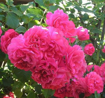 Preview: Rosarium Uetersen®   Strauch -Kletterrose