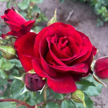 Royal Red® Kletterrose