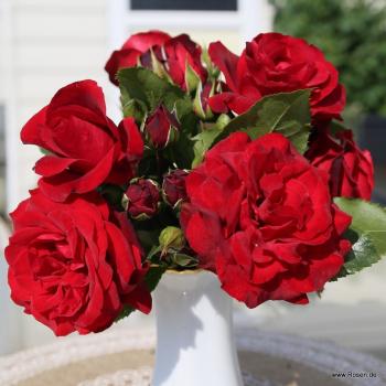 Royal Red® Kletterrose