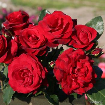 Royal Red® Kletterrose