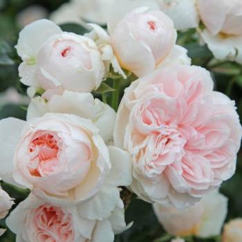 Preview: Sabrina®   Strauch-Kletterrose