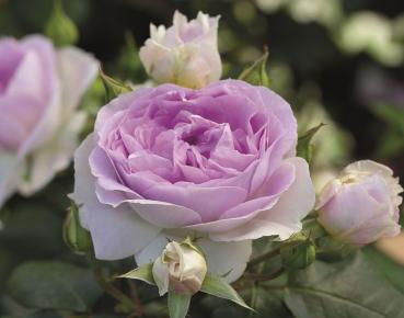 Preview: Saphir® Strauchrose