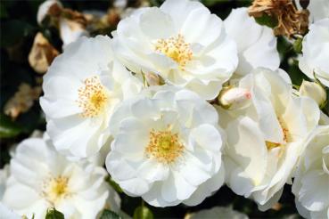 Schneeflocke ® 'Flower Carpet®White', 'Opalia®' Bodendeckerrose