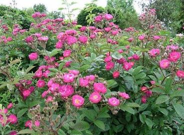 Preview: Sibelius ® Kleinstrauchrose