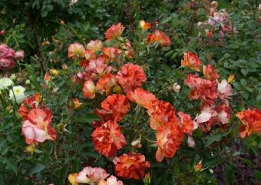 Preview: Summer Lodge ® Strauchrose/Kletterrose