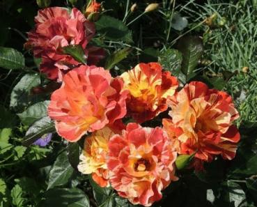 Summer Lodge ® Strauchrose/Kletterrose