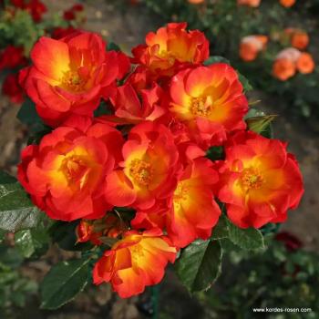 Summer of Love® Kleinstrauchrose