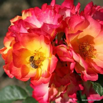 Summer of Love® Kleinstrauchrose