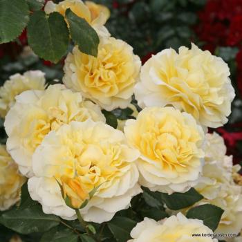 Sunny Sky® Edelrose
