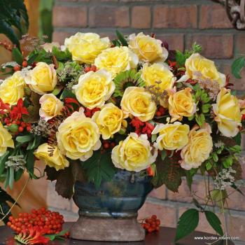 Sunny Sky® Edelrose