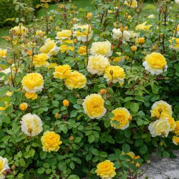 Preview: The Poet's Wife® Englische Rose