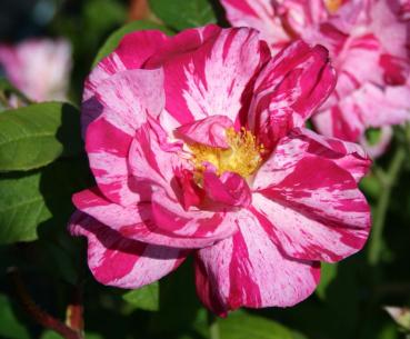 Preview: Versicolor Syn. Rosa Mundi  Strauchrose