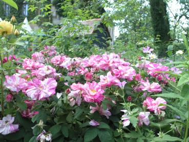 Versicolor Syn. Rosa Mundi  Strauchrose