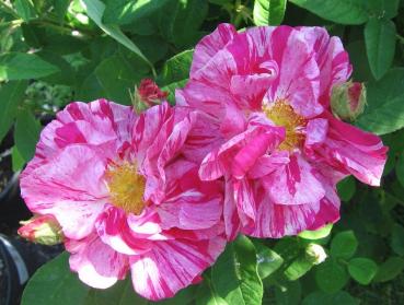 Versicolor Syn. Rosa Mundi  Strauchrose