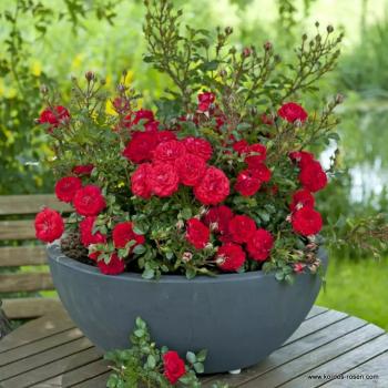 Preview: Zwergenfee '09®  Zwergrose