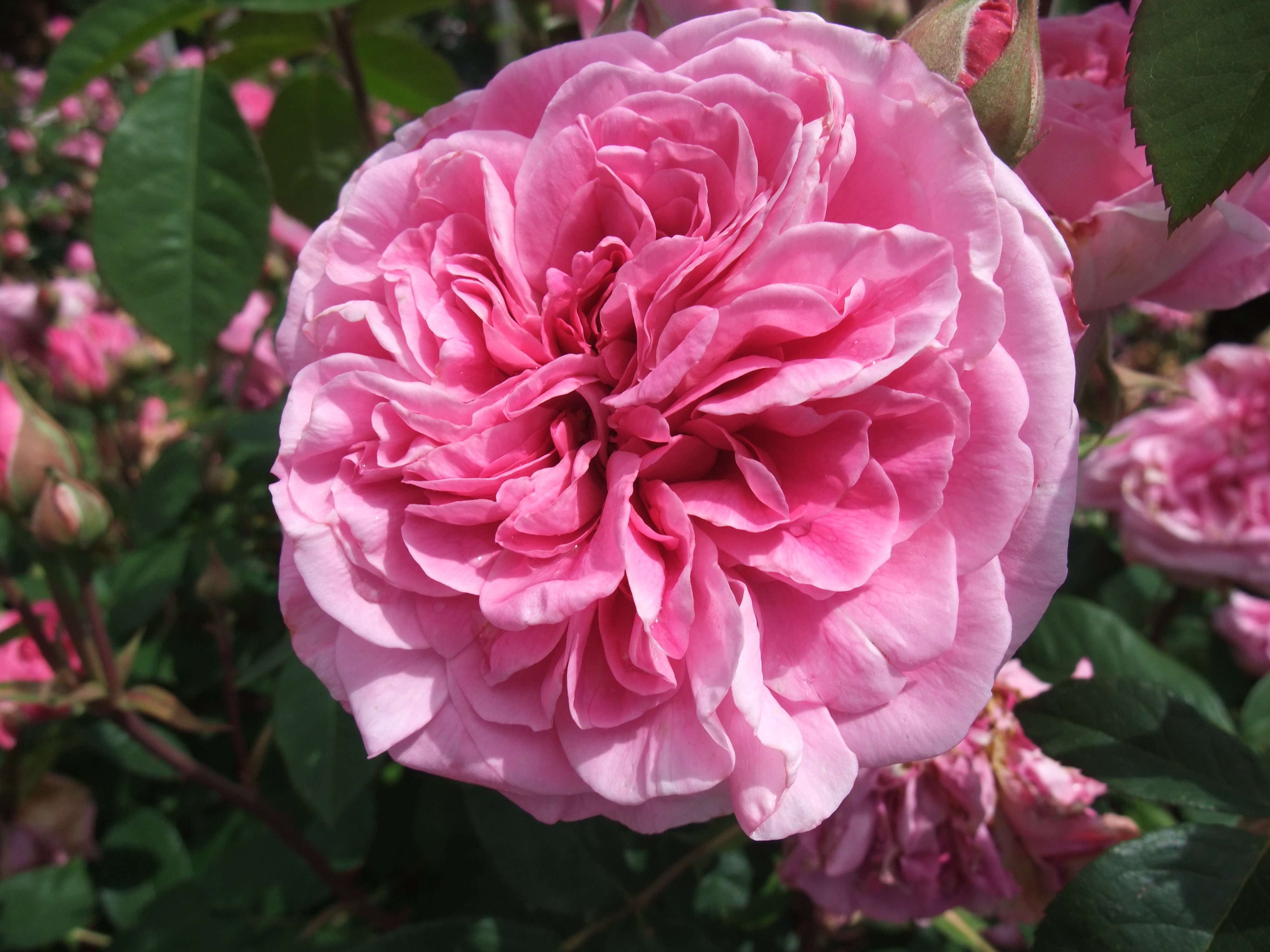Rosenversand - Gertrude Jekyll, Englische Rose
