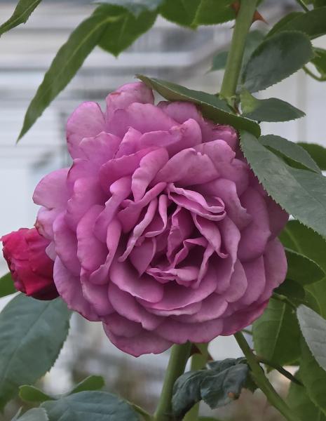 Quicksilver Strauchrose