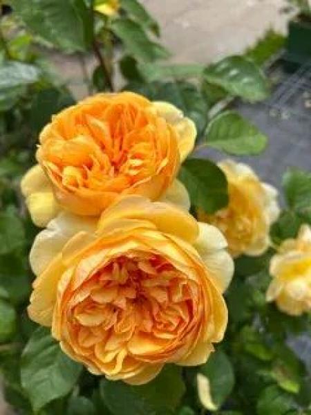 Bring Me Sunshine ® Strauchrose