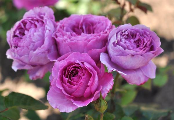 Adore Aroma® ® Beetrose