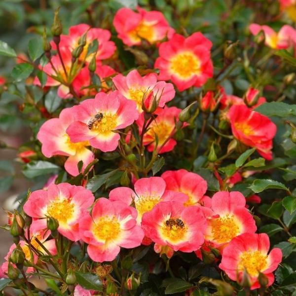 Bienenweide® Bicolor Kleinstrauchrose