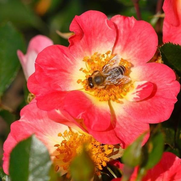 Bienenweide® Bicolor Kleinstrauchrose