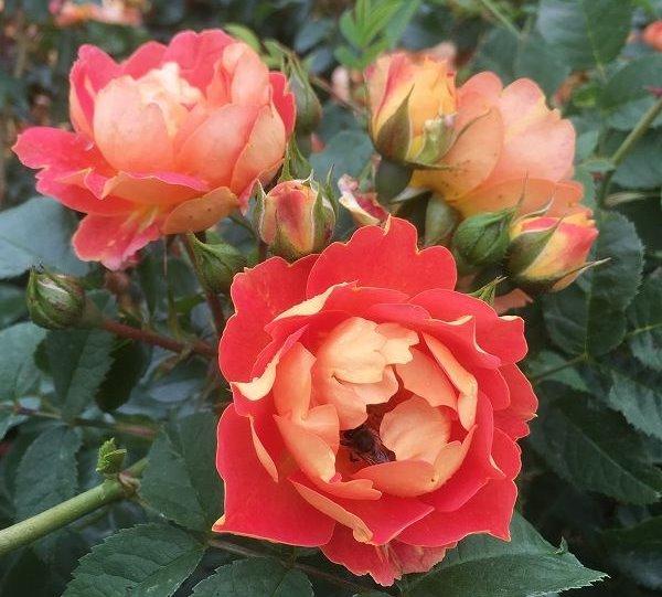 Bienenweide® Mango Kleinstaruchrose