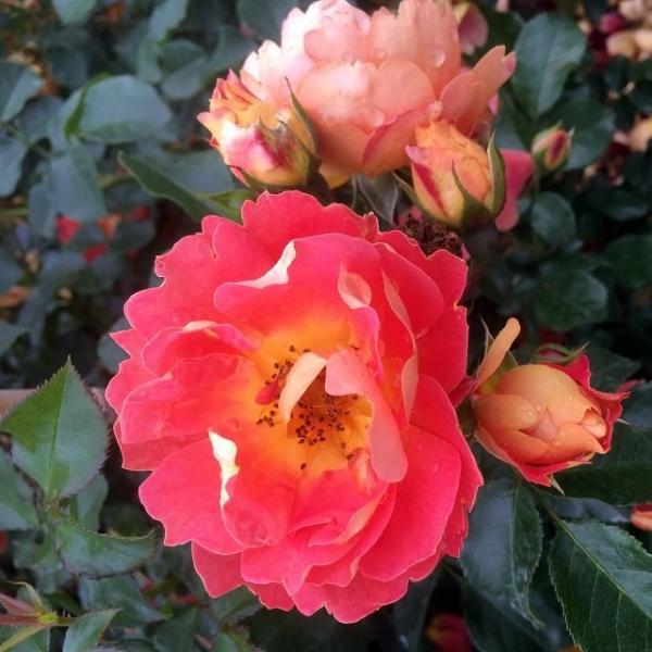 Bienenweide® Mango Kleinstaruchrose