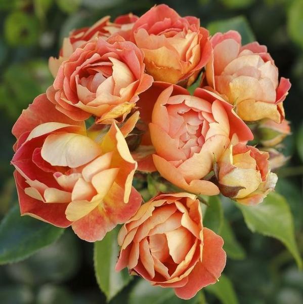 Bienenweide® Mango Kleinstaruchrose