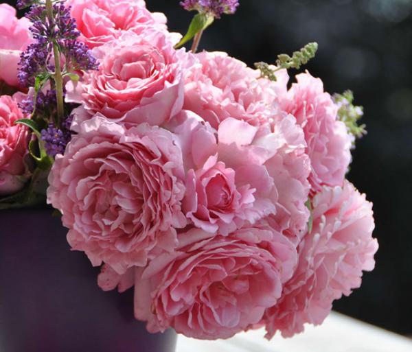 Bienvenue®   Kletter- Strauchrose