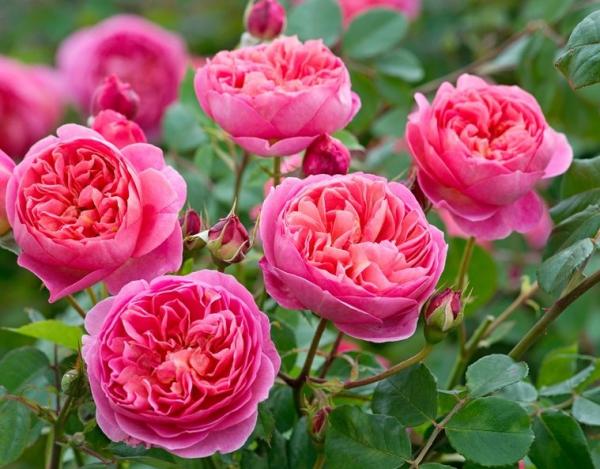 Boscobel ®    Strauchrose